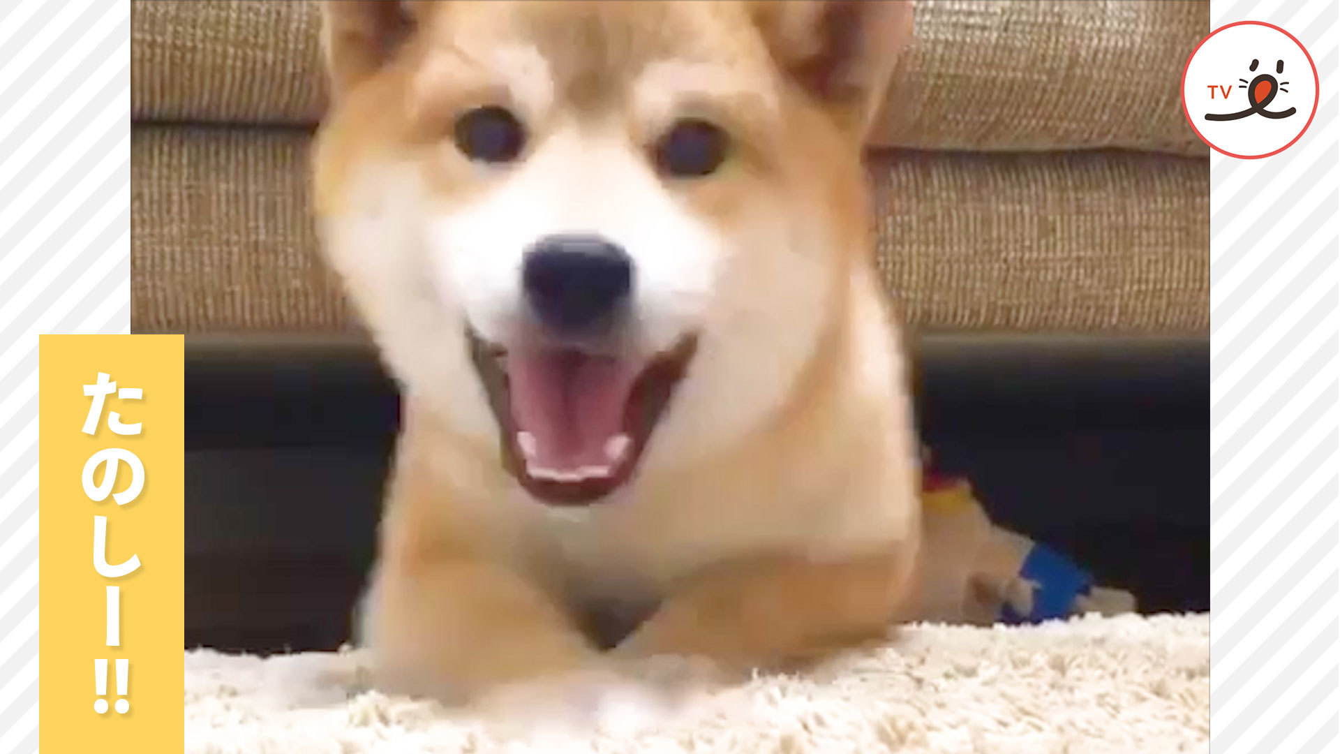柴犬さんのお宝探しが楽しそう！