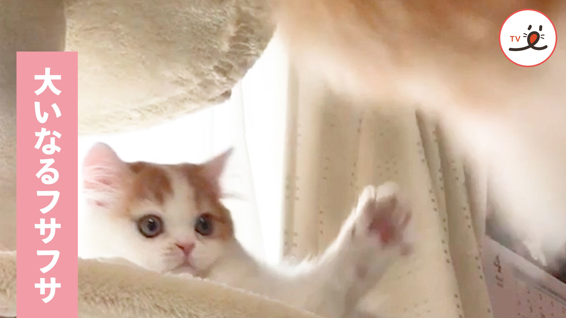 ニャンコが夢中になっているものの正体は……！？