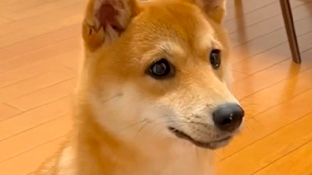 この「アフレコ」が可愛すぎる…