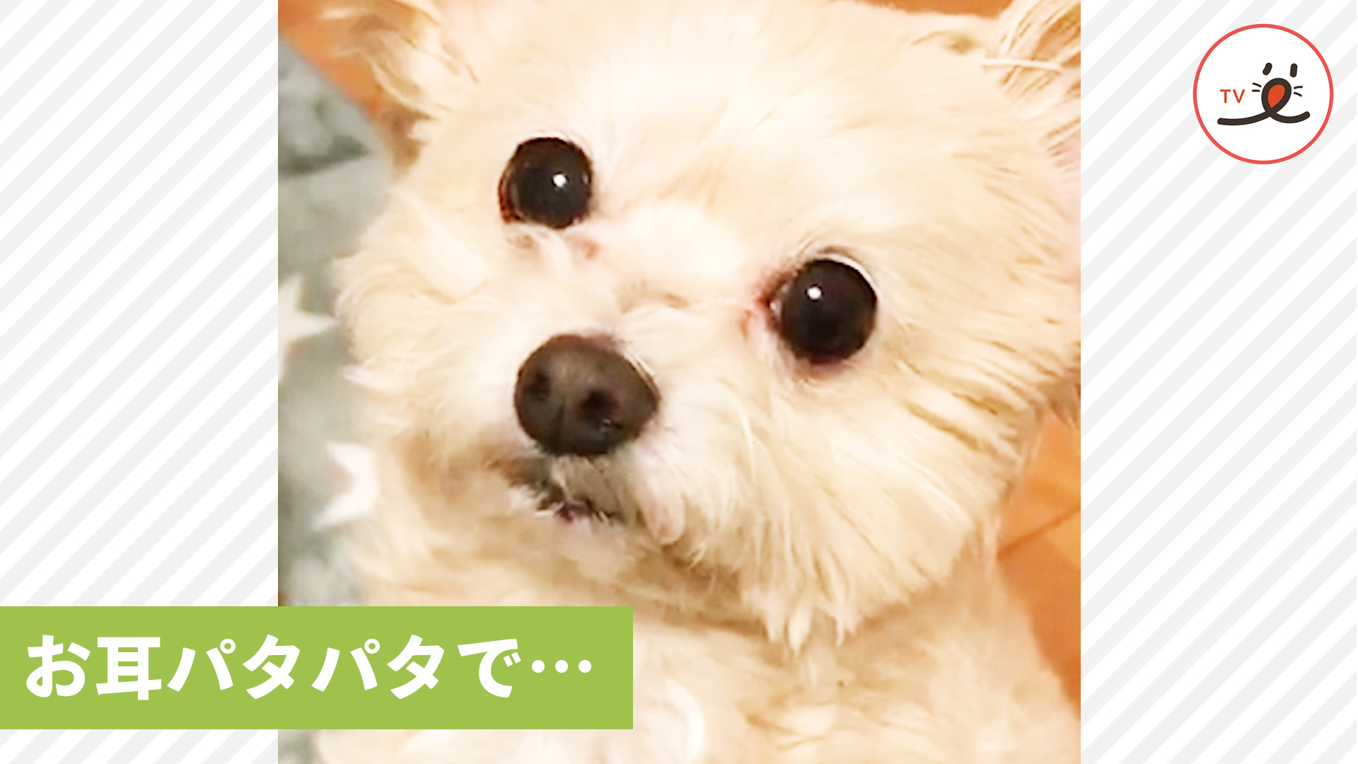 お耳をパタパタさせるワンコの主張とは？