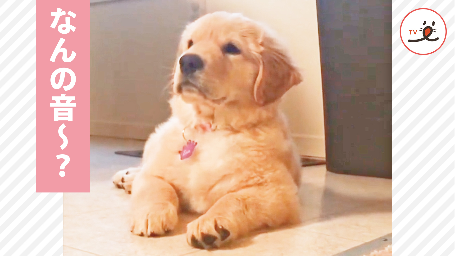 飼い主さんがくしゃみをすると……！？