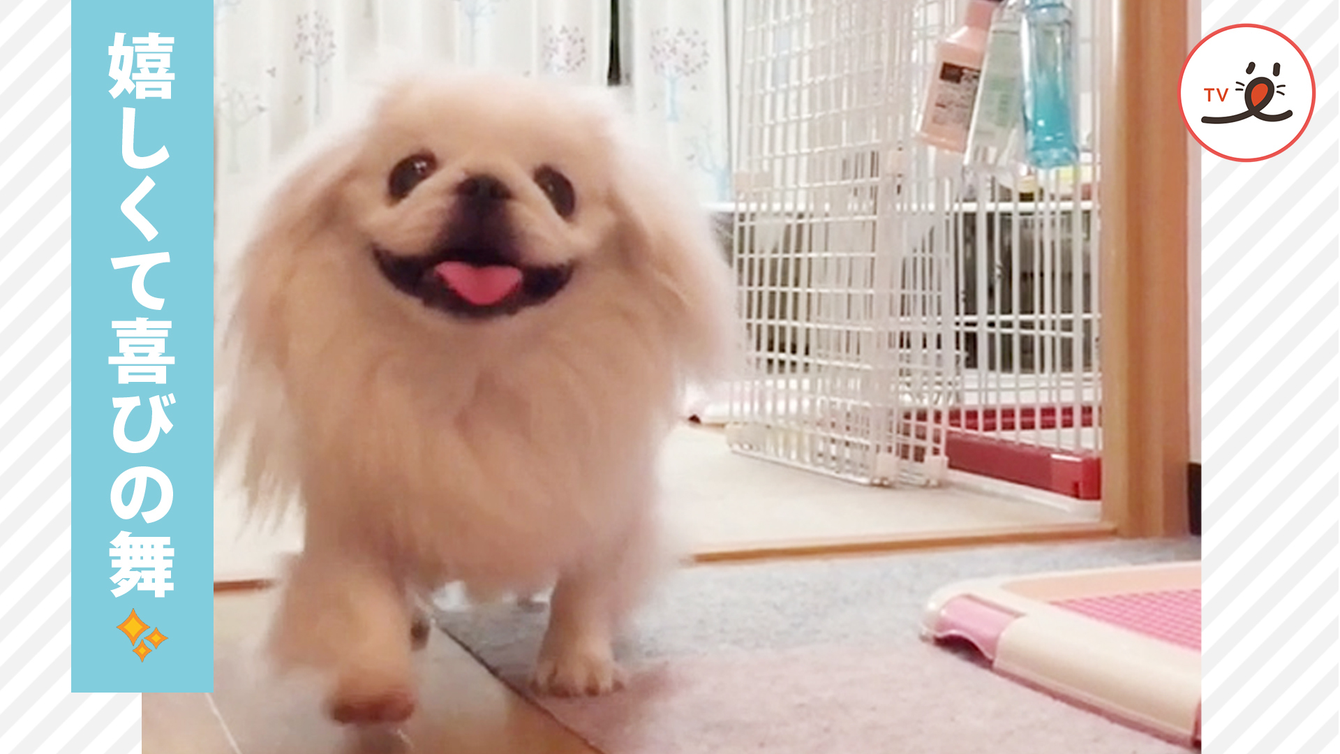 笑顔で出迎えてくれるワンコ♪