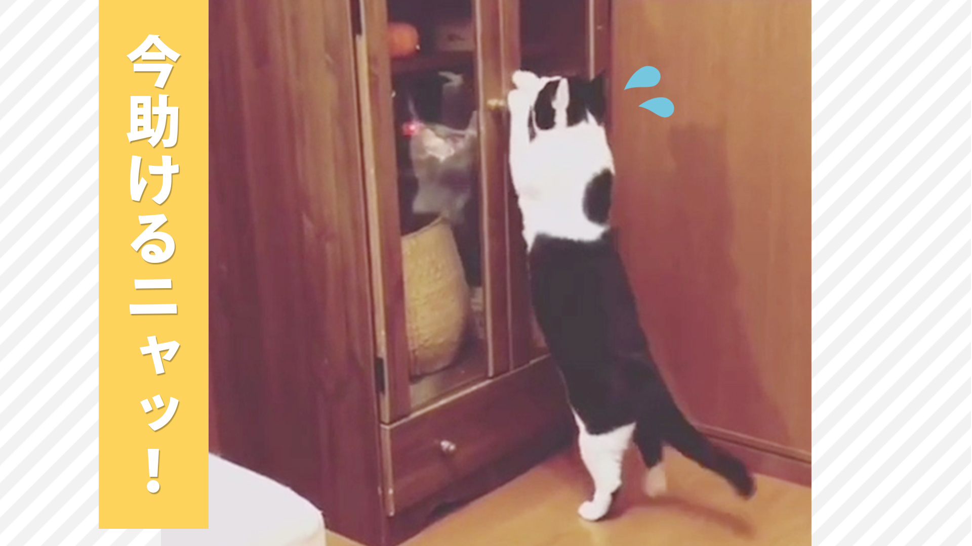 不思議な世界に迷いこんだ猫さん！？