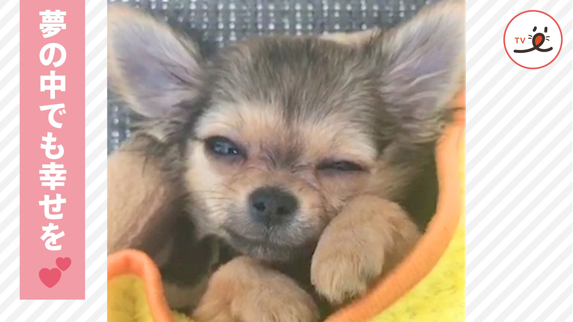 毛布の中で寝落ちするチワワさん♡