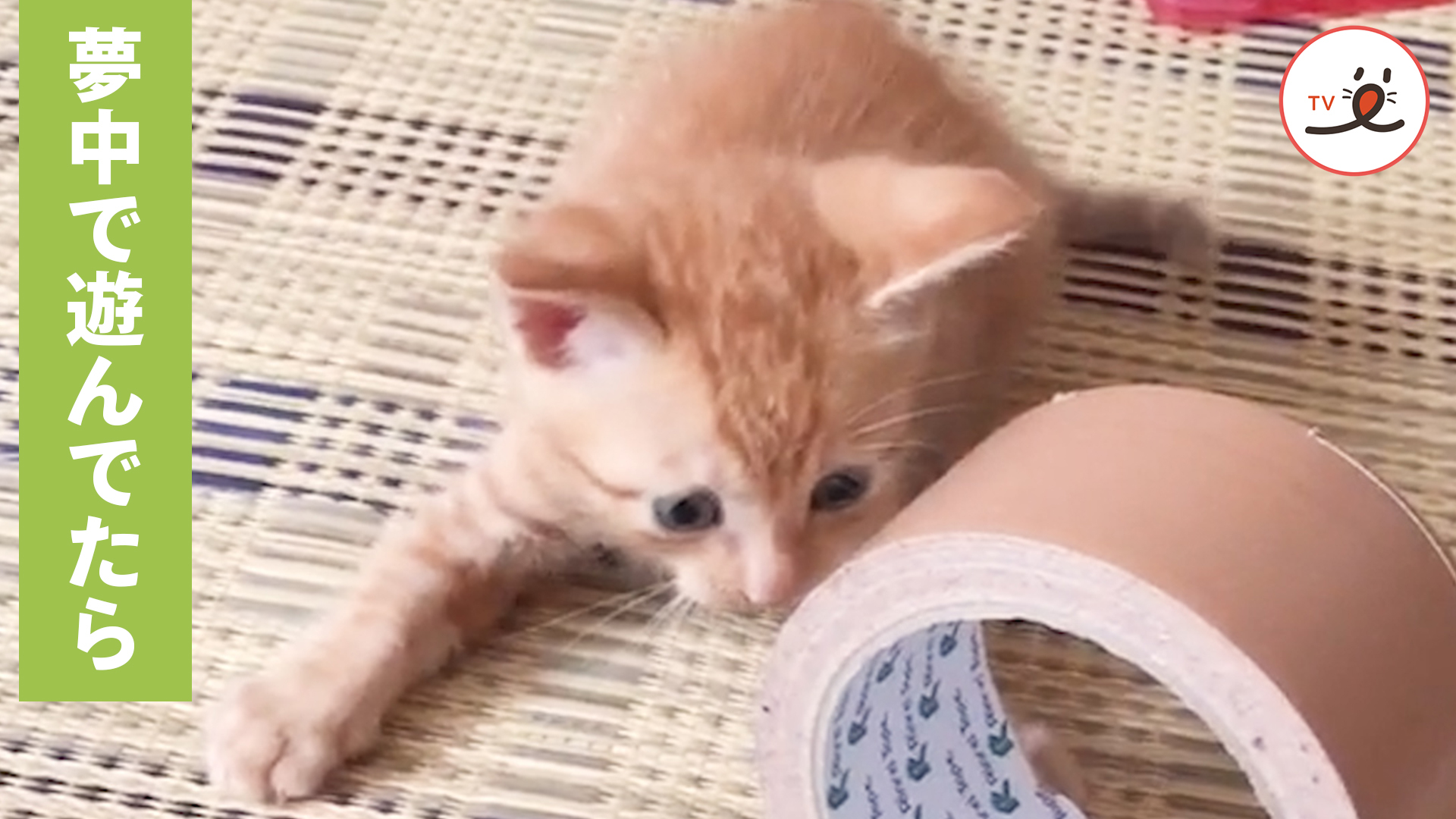ガムテープで遊ぶ子猫。数分後……。