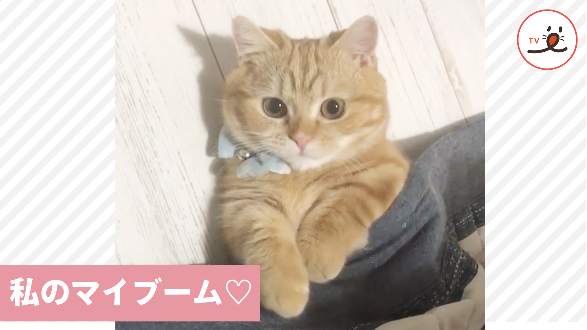 ニャンコのマイブームは……♪