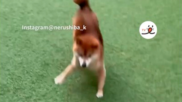 サッカーはしない柴犬