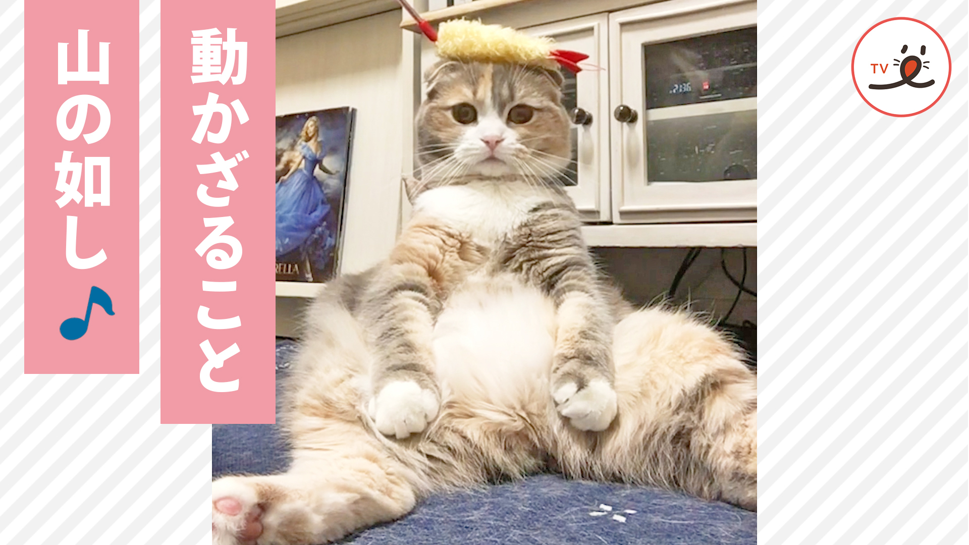 何をされても動じないニャンコ！