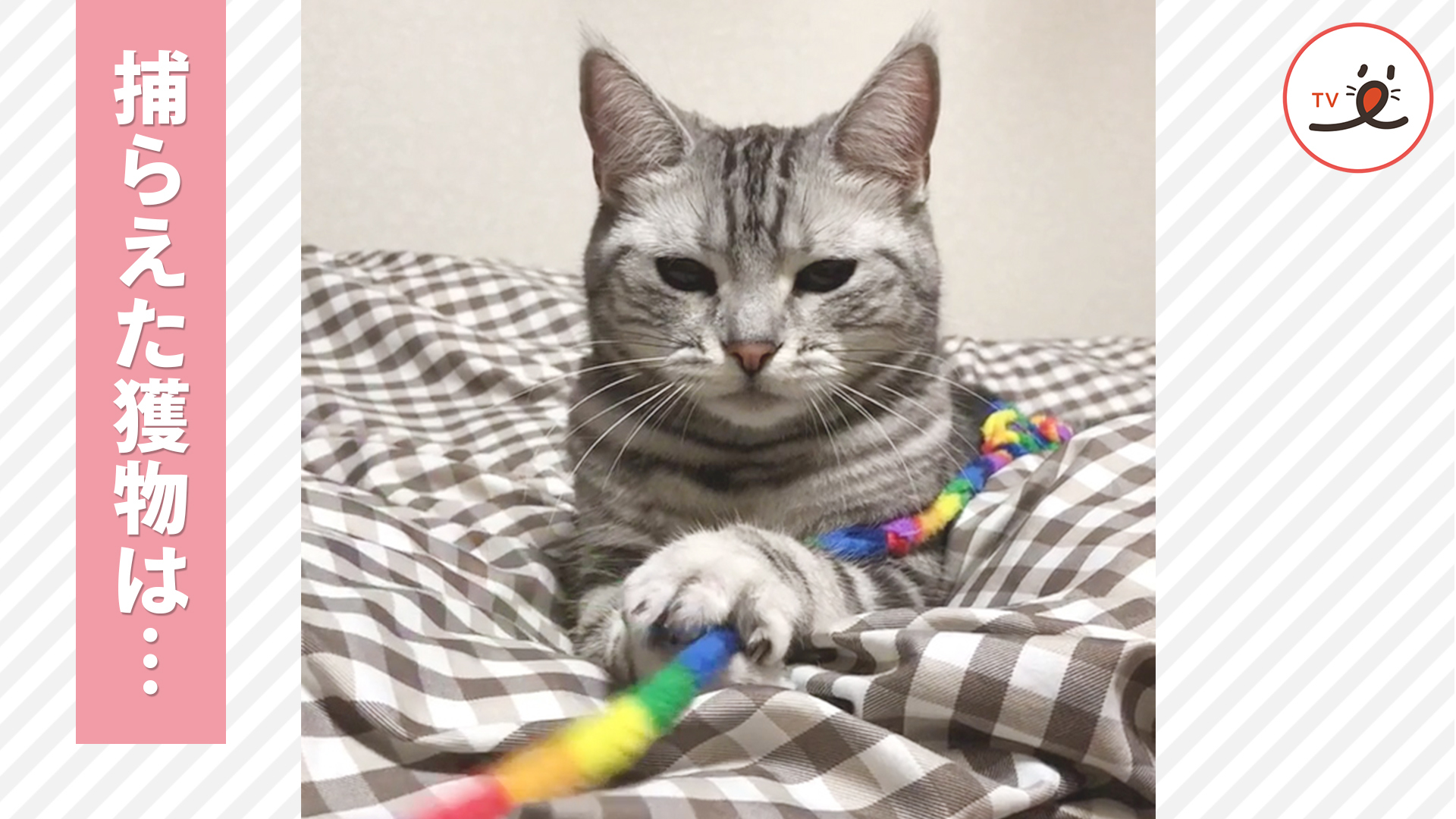 仕留めた獲物は逃さない！