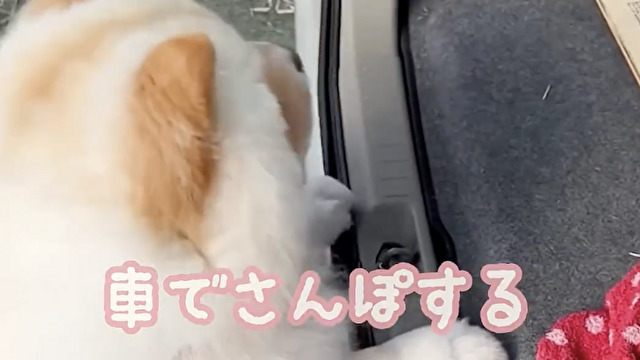 車でラクして散歩したいイッヌ