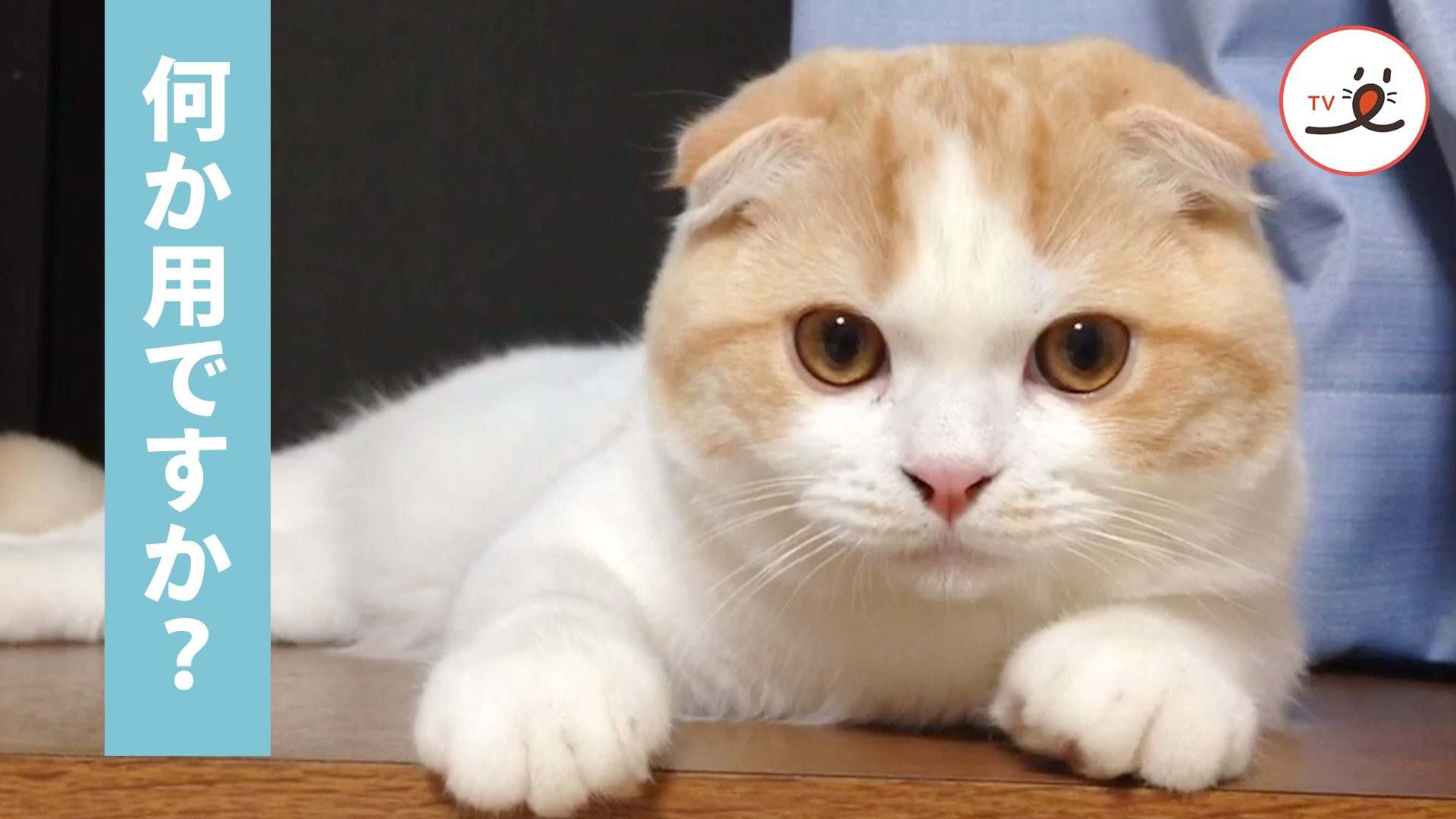 ニャンコを見ていたら……にらめっこ対決が始まった！？