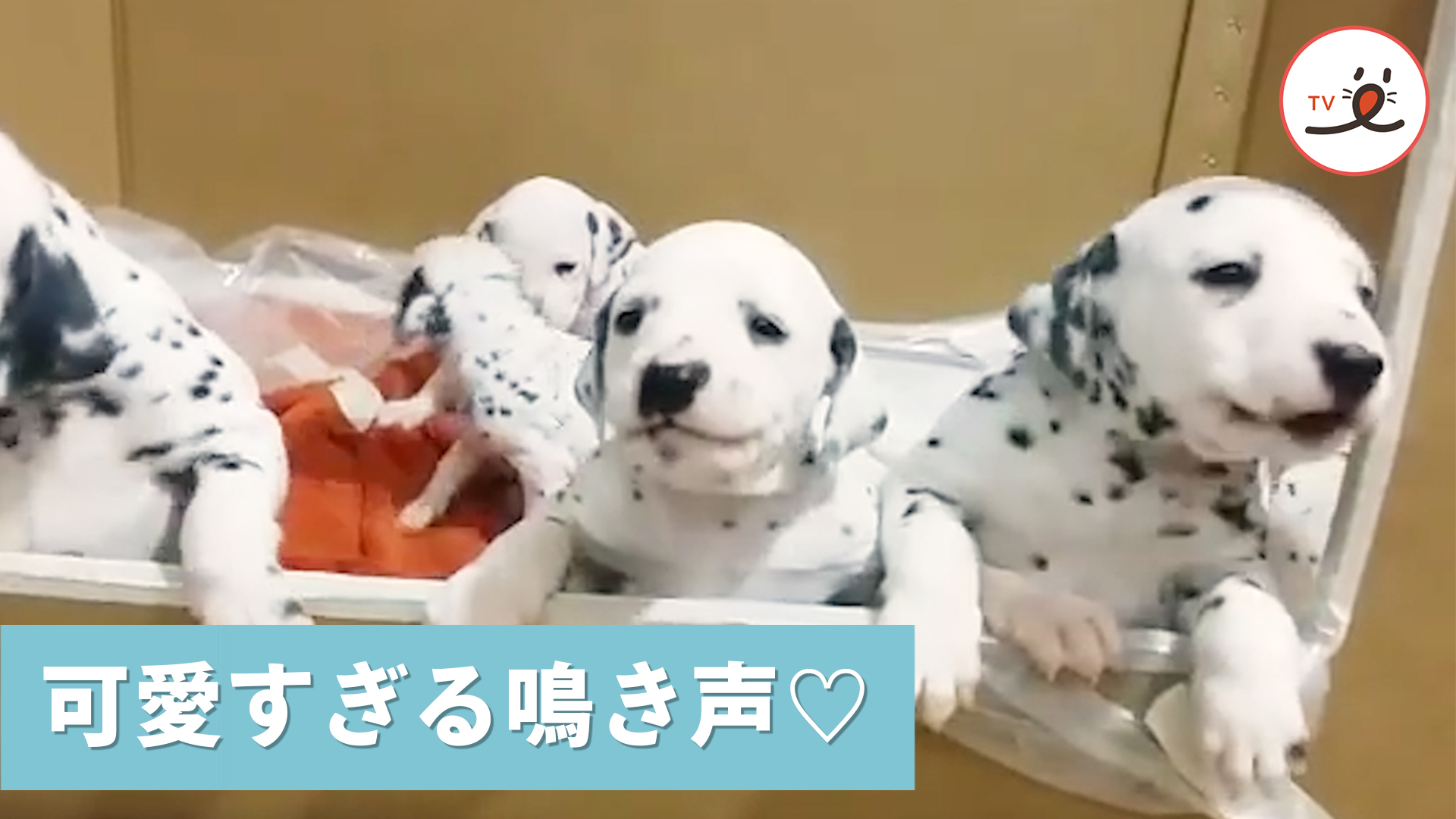 子犬たちの大合唱♪