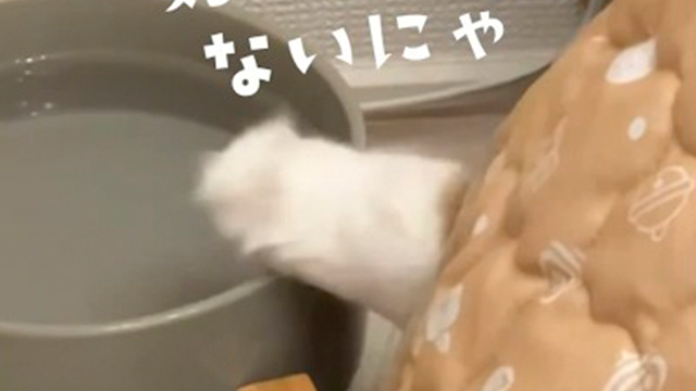 こっそりやってるつもりのニャンコ