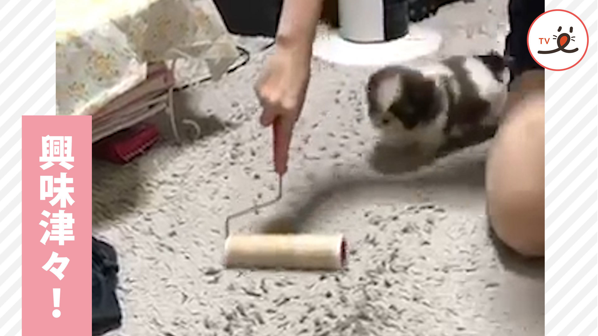 お掃除ローラーと追いかけっこ！？