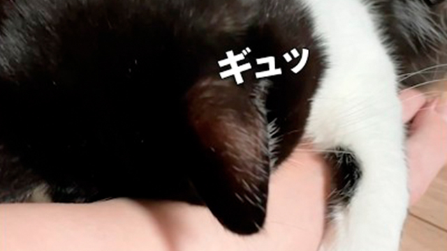 足にしがみついて寝ようとする猫さん