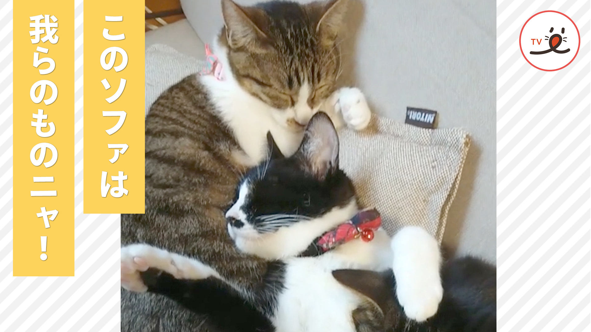 ソファに座ろうと思ったら猫に占拠されていた！