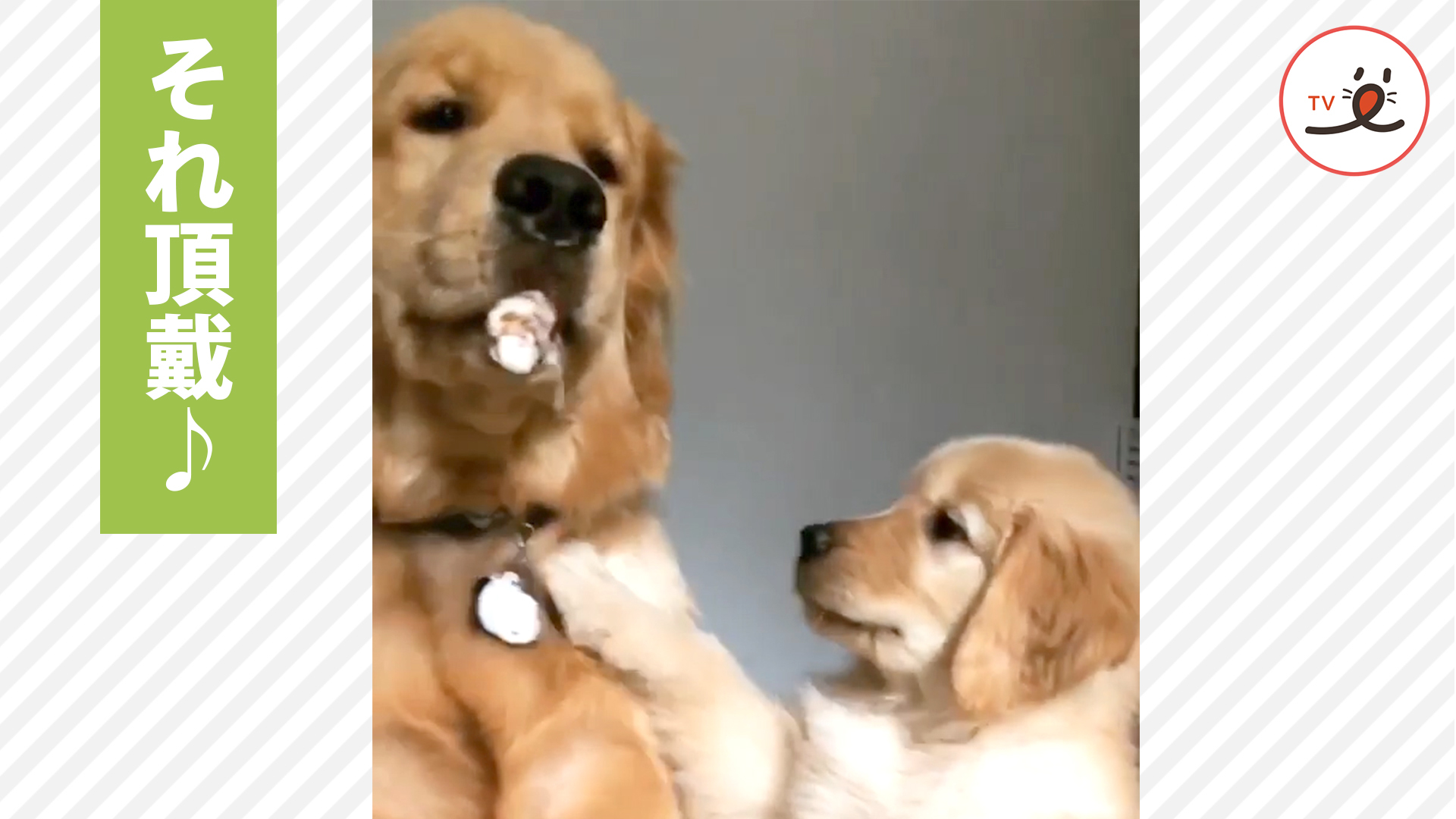 兄犬のおやつを狙う妹犬！