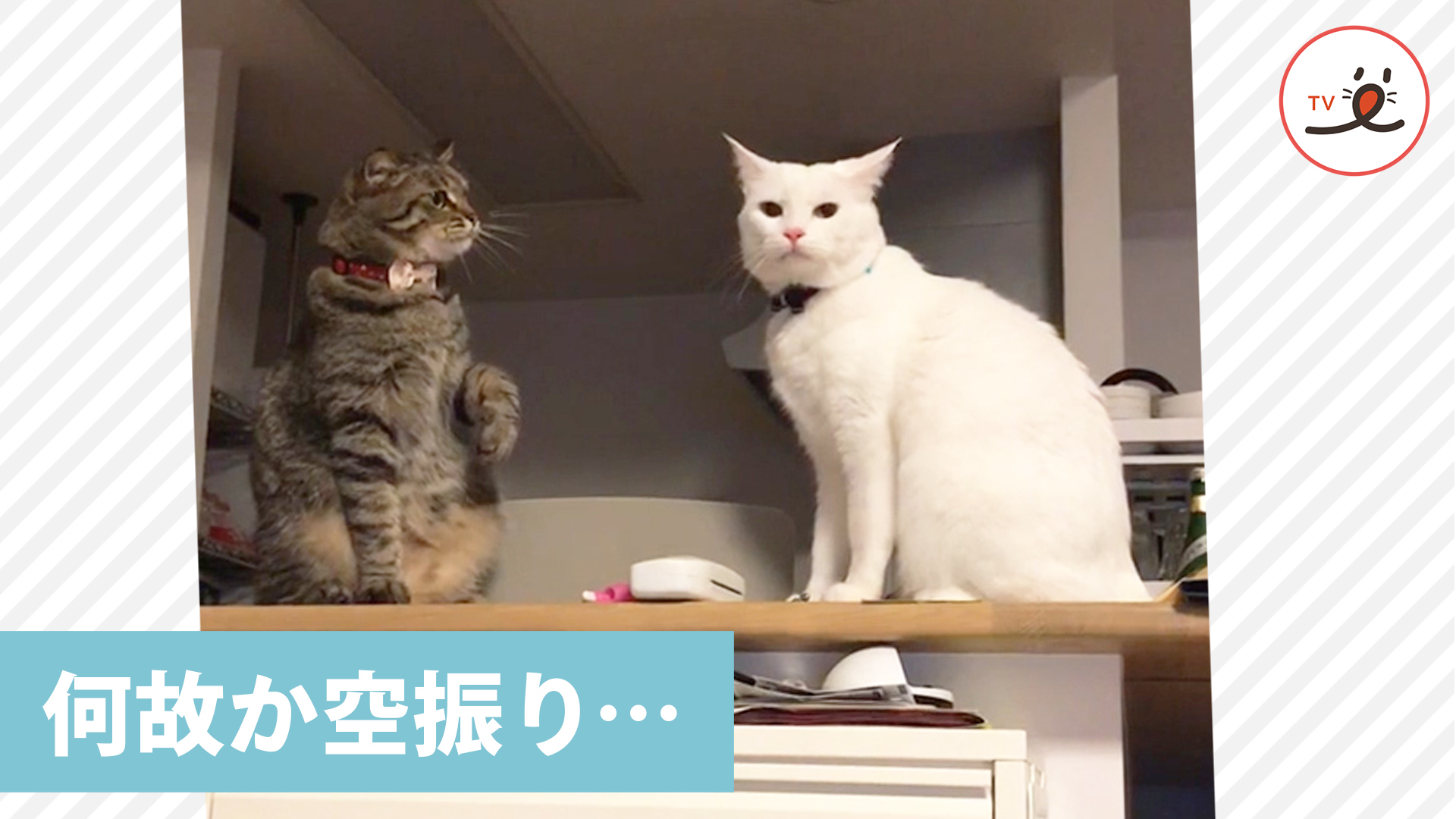 大事なのは……諦めない気持ち！