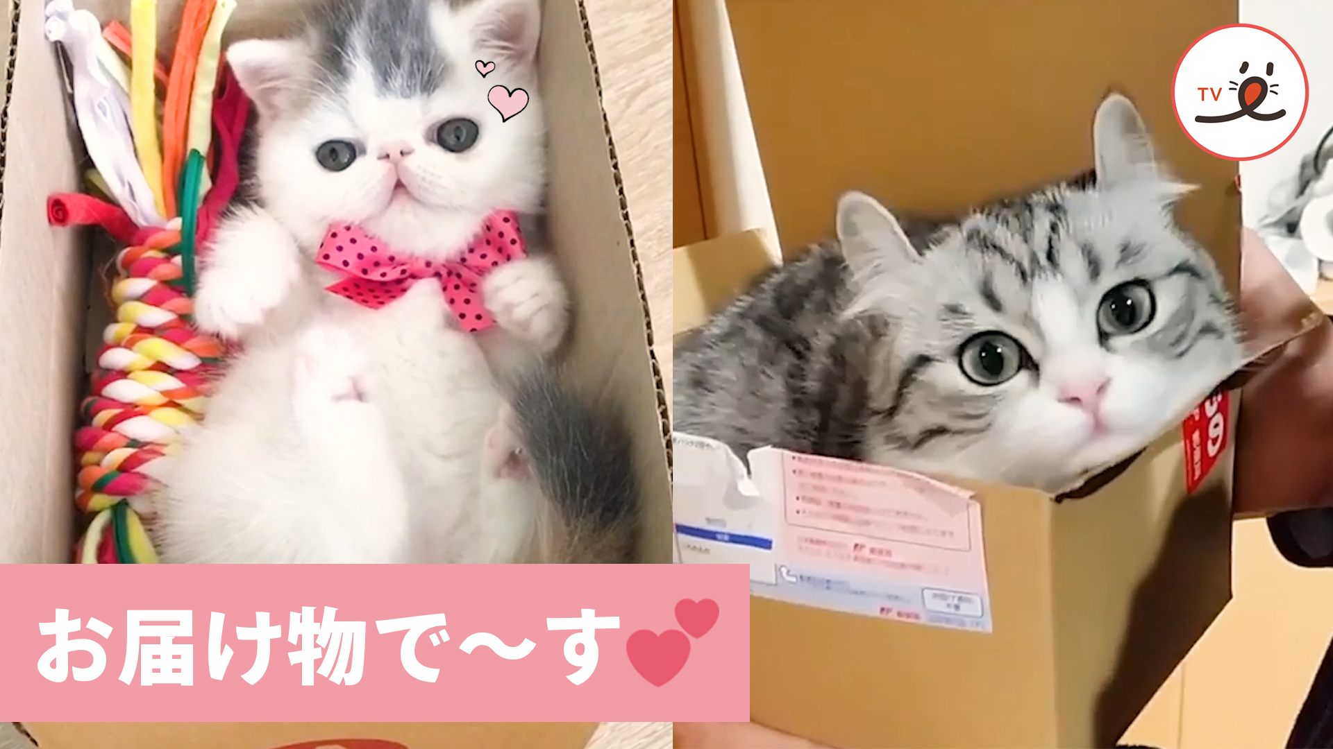 心臓が持たない♡ ニャンコからのプレゼント