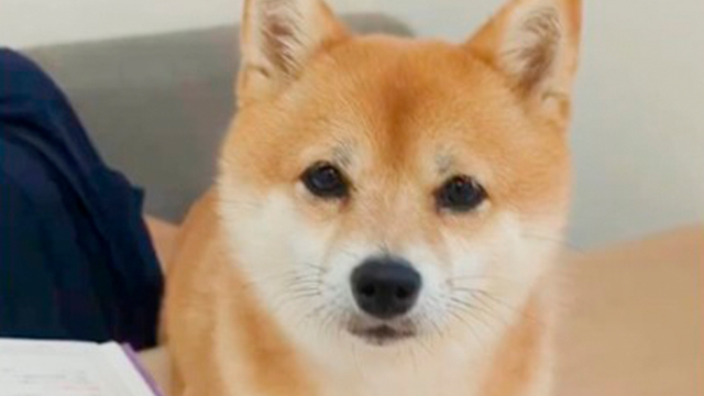 困っている柴犬の家庭教師