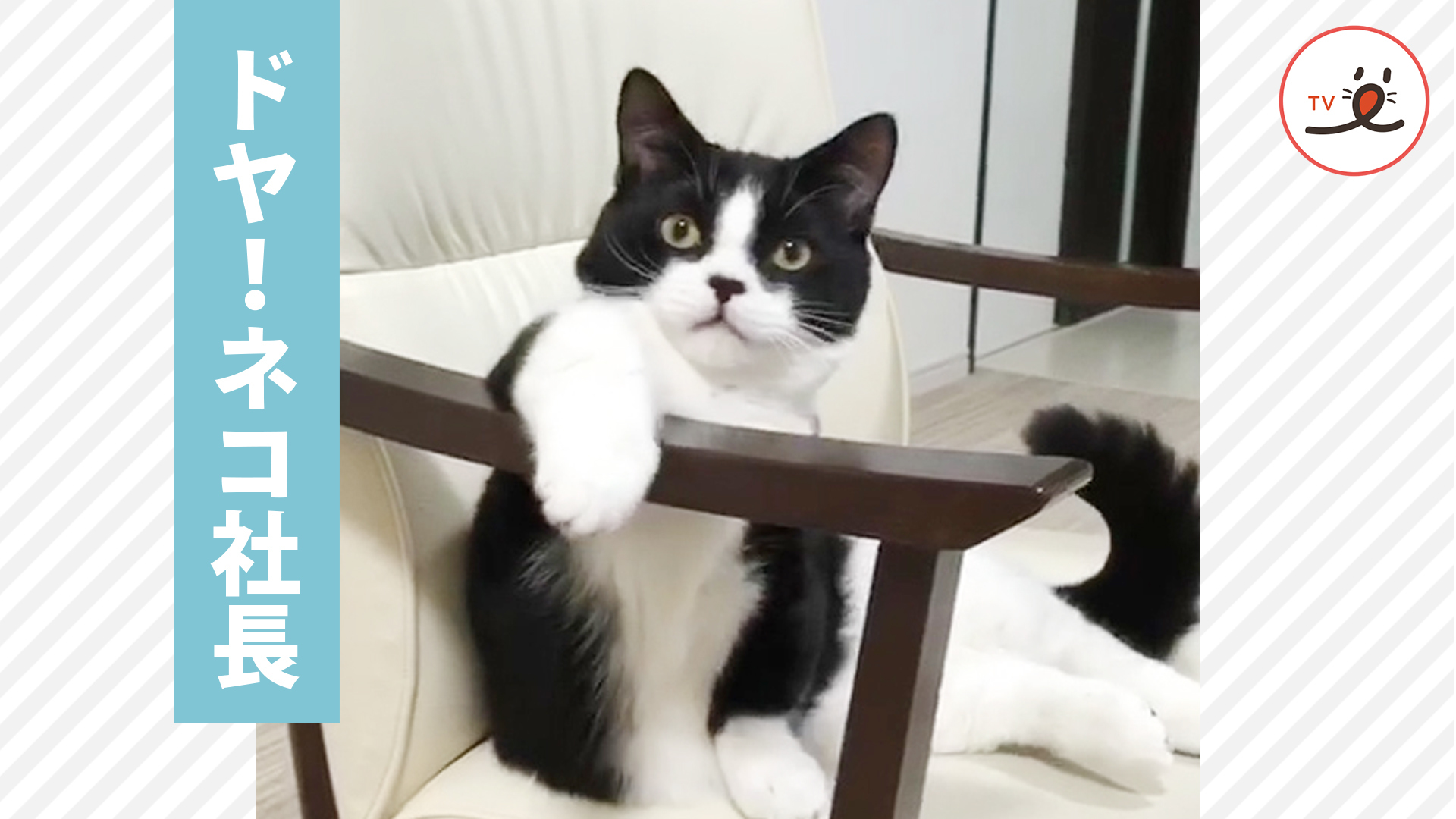 「ネコ社長」あらわる！？