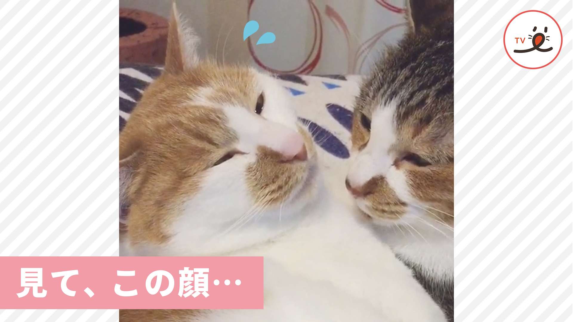 毛づくろいが突然終わった理由は……？