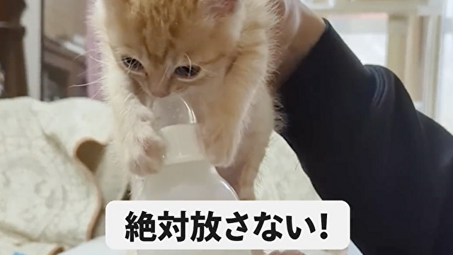 絶対に離さない、ぽんぽこ子猫