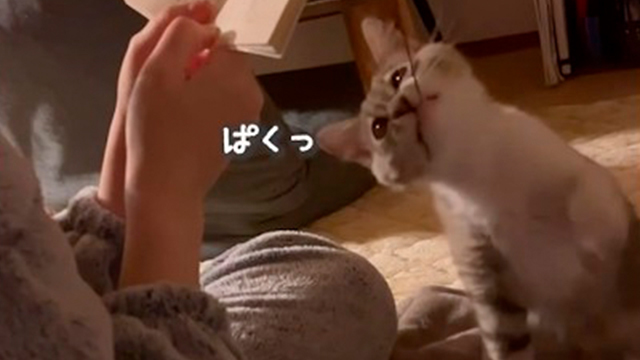 ひもが気になるふわちゃん