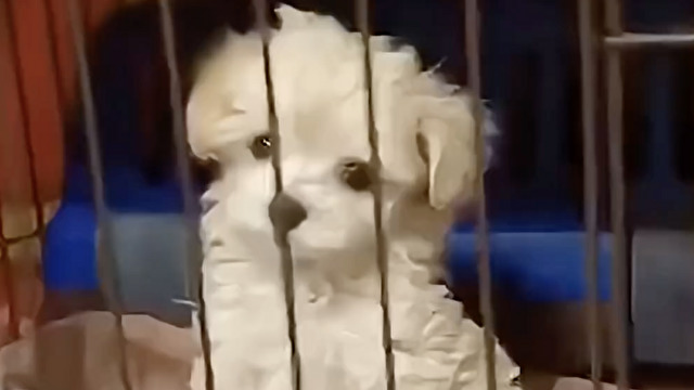 返事をするイッヌ