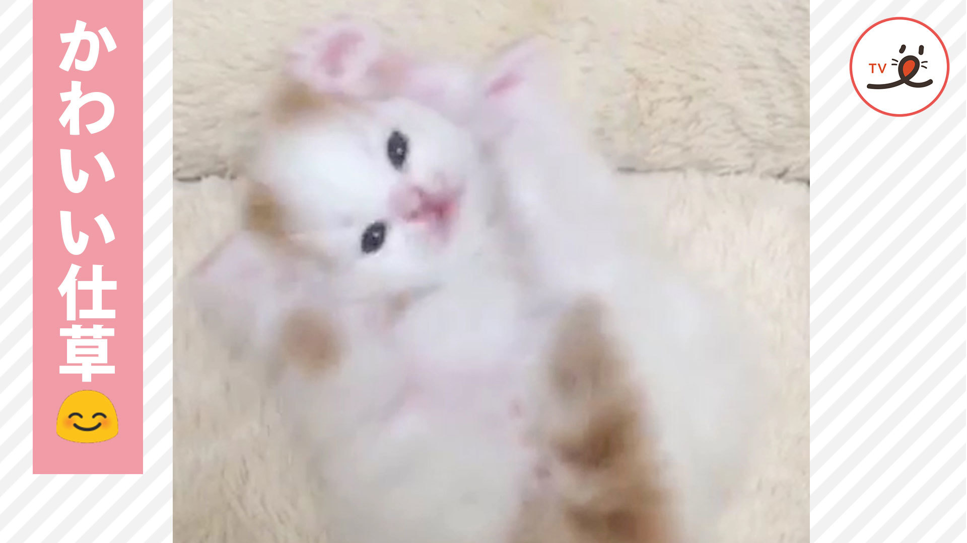 踊っているみたい♪ 一生懸命な子猫ちゃん♡