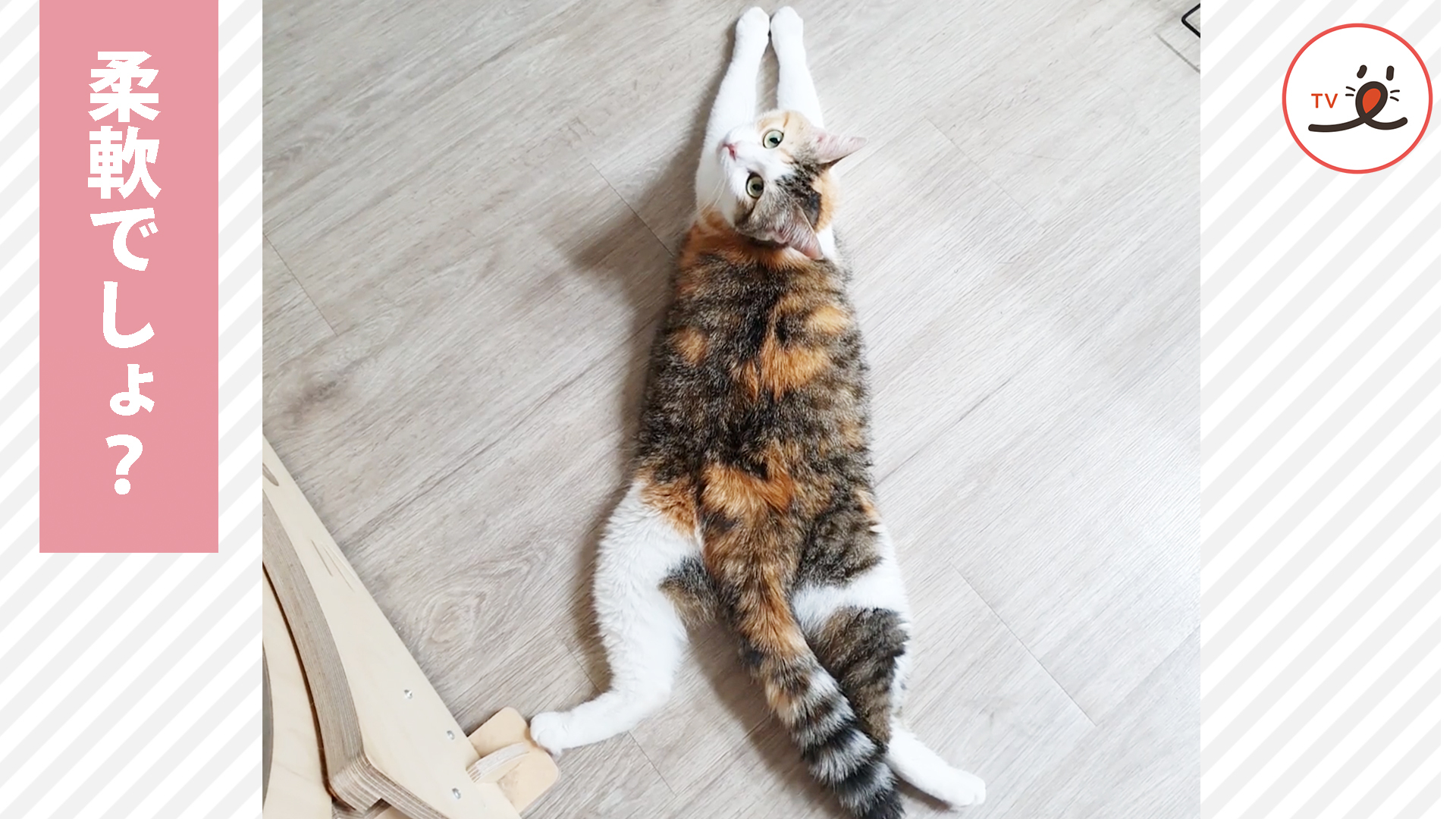 柔軟性を生かしたニャンコの特技が可愛い♡