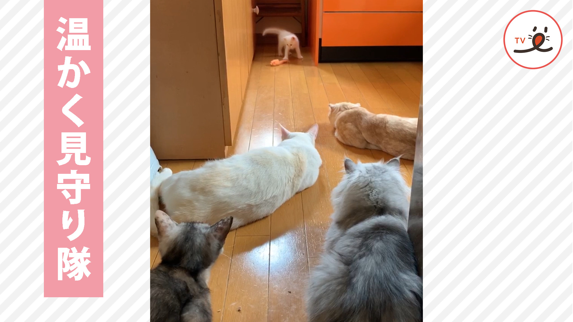 先輩猫たちの推し活♪