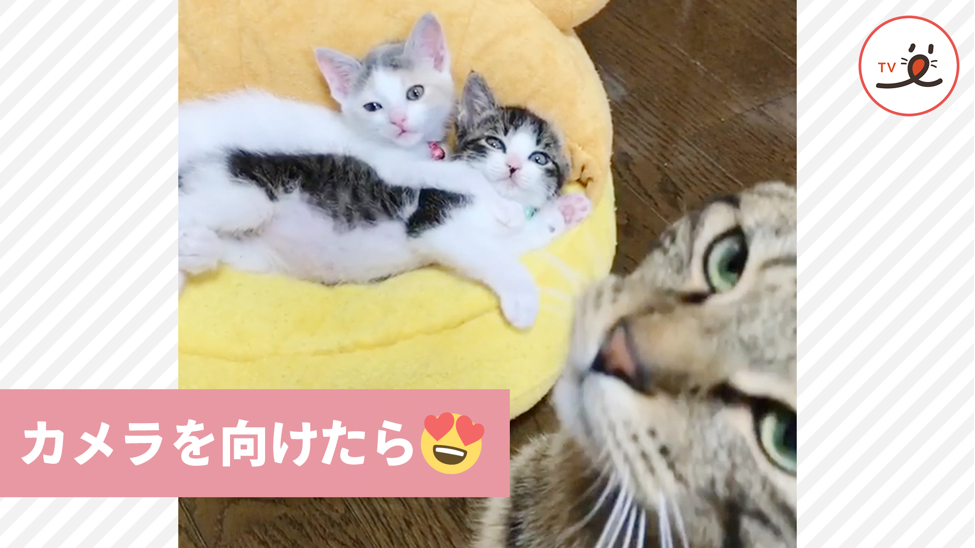 子猫を撮影していたら、大人猫さんが乱入！？