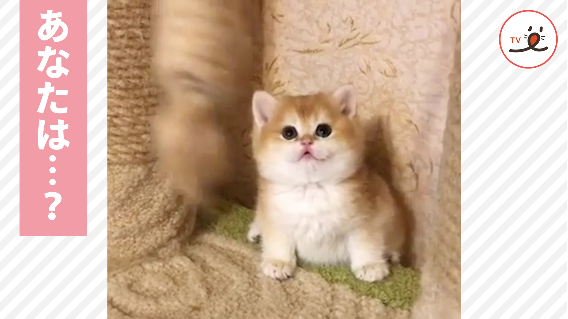 子猫ちゃんが仲良くなりたいと思ったその子は……