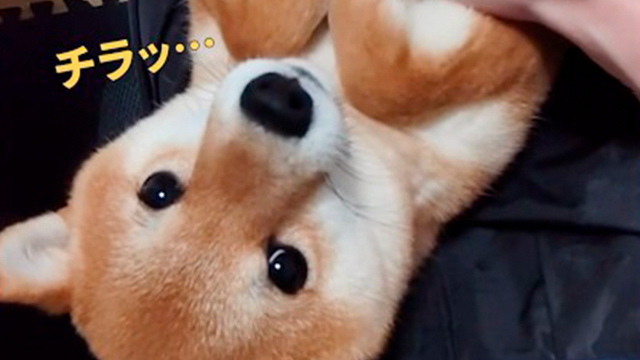 おねだり上手な豆柴さん