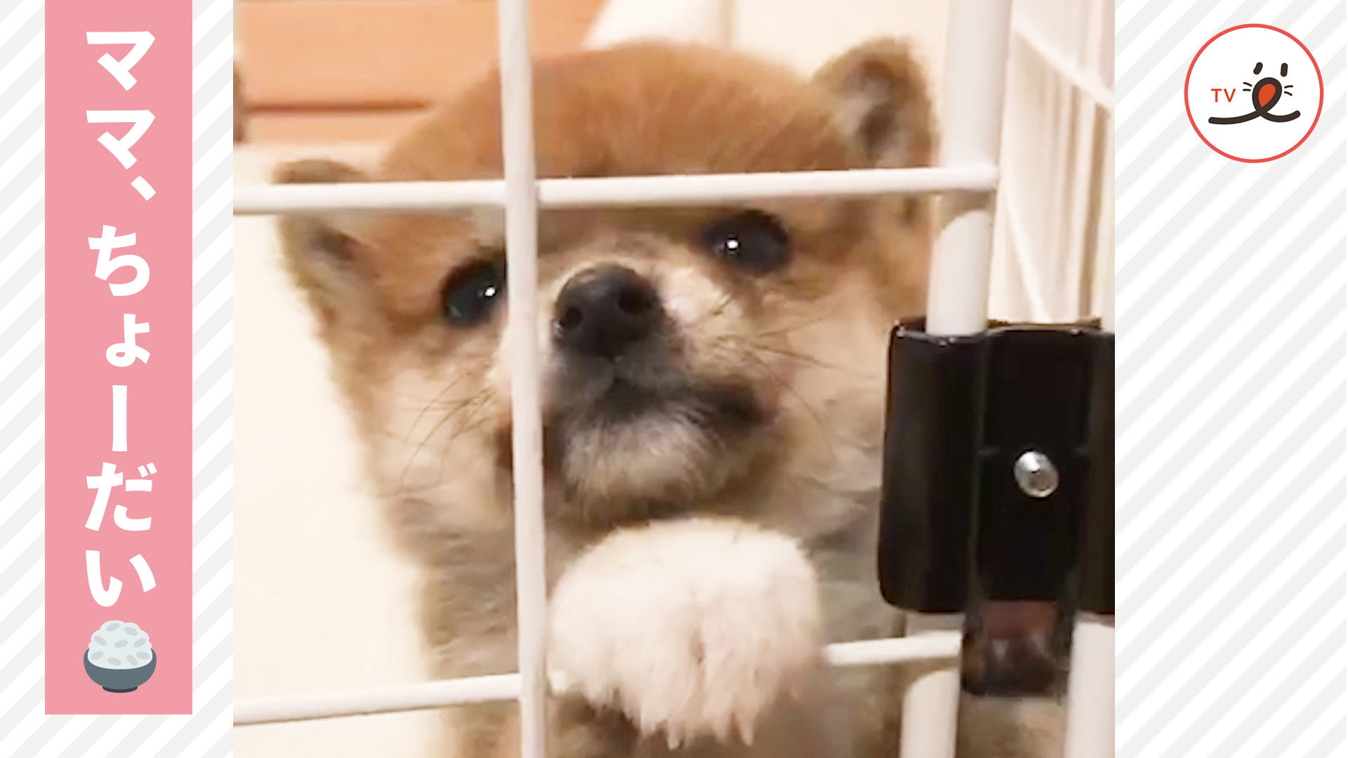 この鳴き声にメロメロですッ！