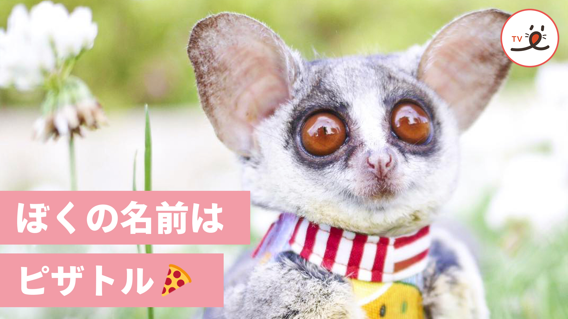 いつでも一緒！ 手乗りサイズのお猿さん・ピザトルの魅力🍕 | PECO（ペコ）