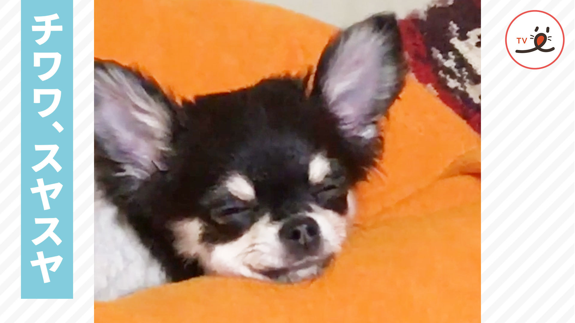 楽しい夢でも見ているのかな♪