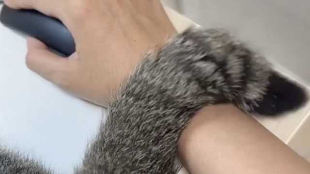 手首に尻尾を添えてくるネコハラ