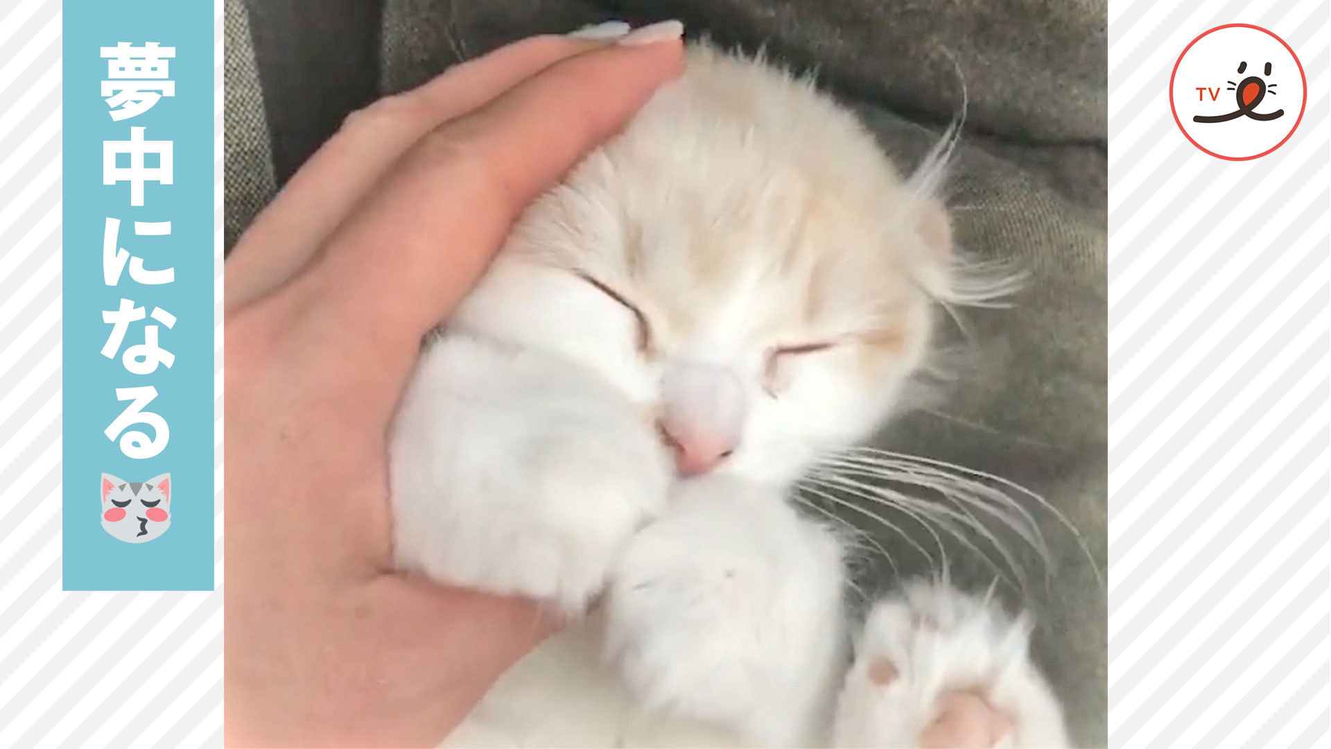 子猫が夢中になるものはママの手と……♪