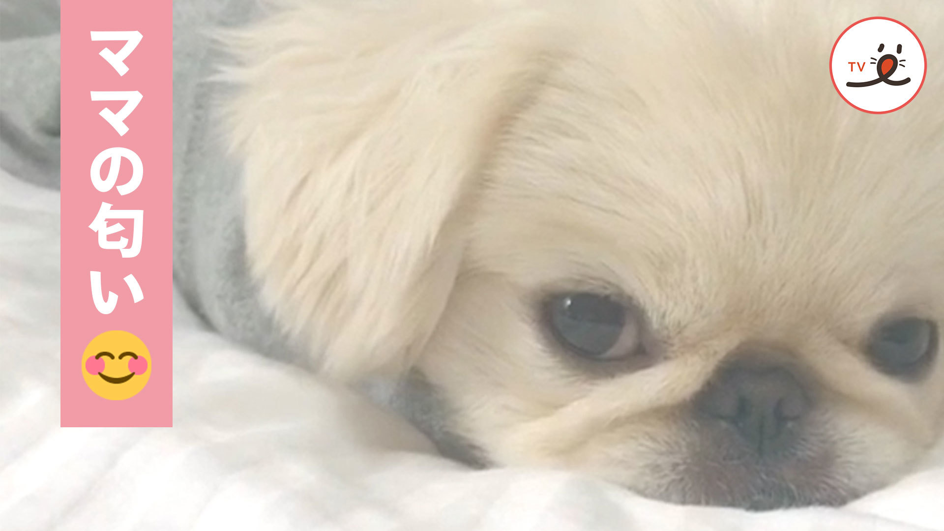 大好きなママの匂いを求めていたら……♡