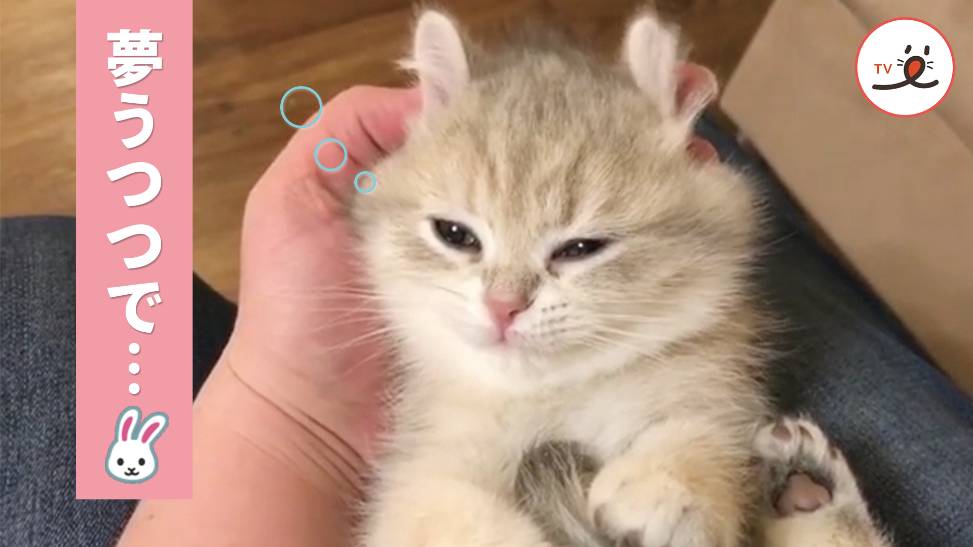ウトウトしていたらニャンコがウサギに変身！？