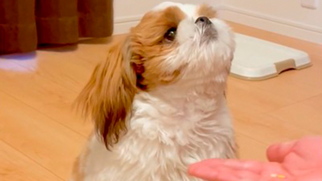 お芋だと思ったらお薬だった