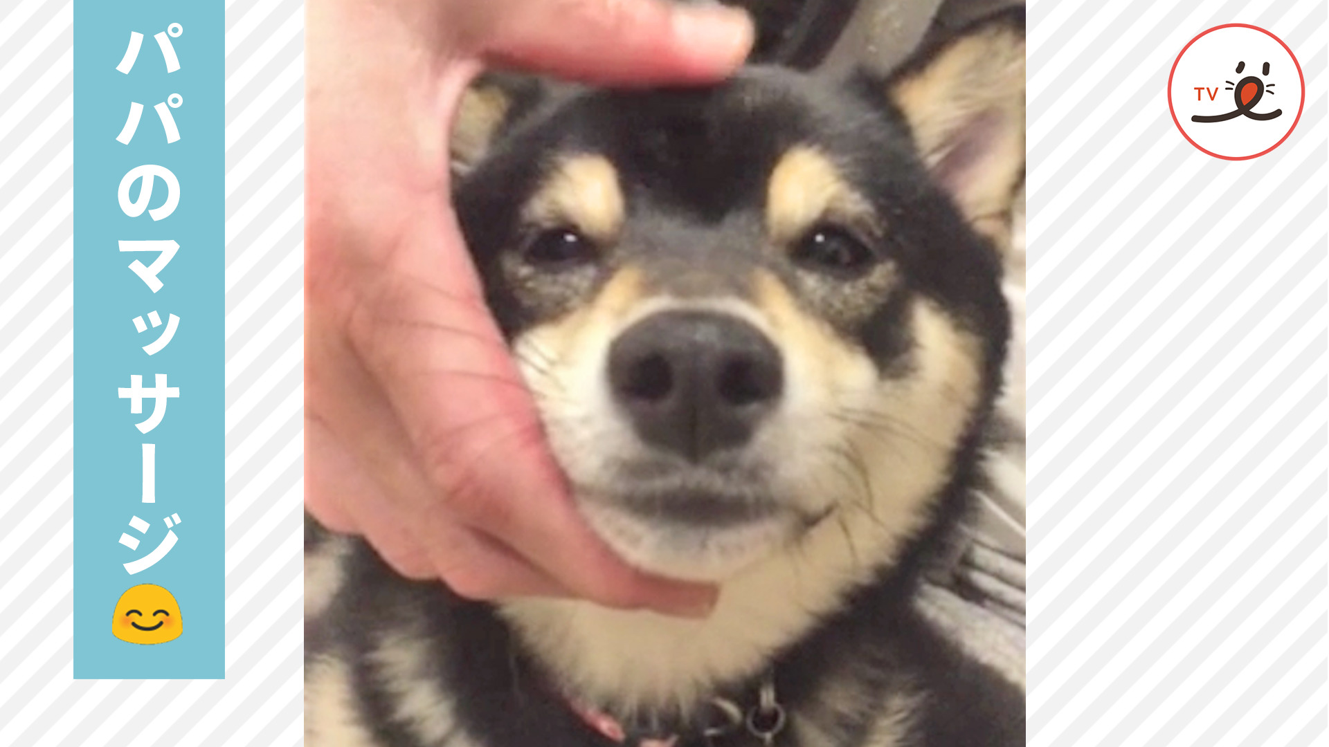 特権を存分に堪能する柴犬さん♪
