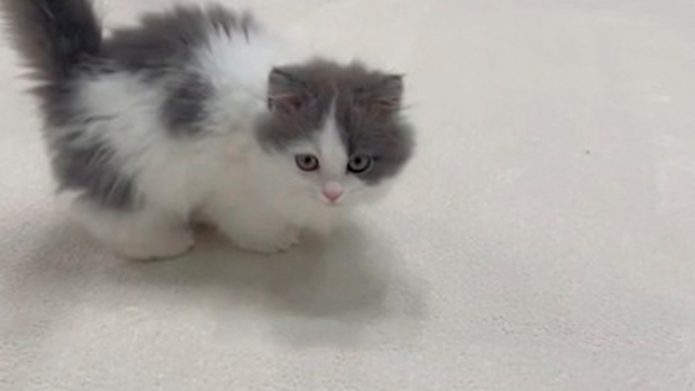 すぐに目移りしてしまう子猫が可愛い…