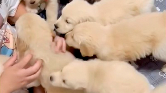 子犬まみれのしあわせ