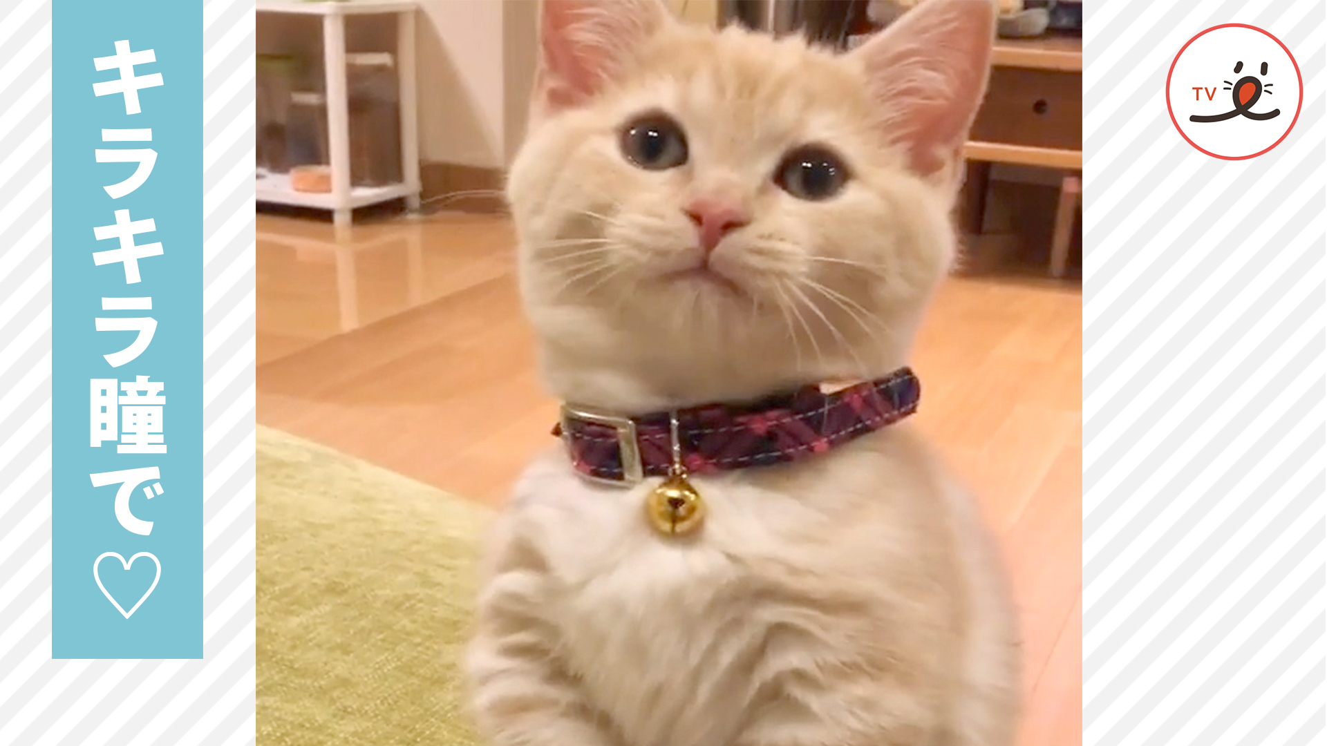 子猫ちゃんは気付いている。自分の可愛さに……