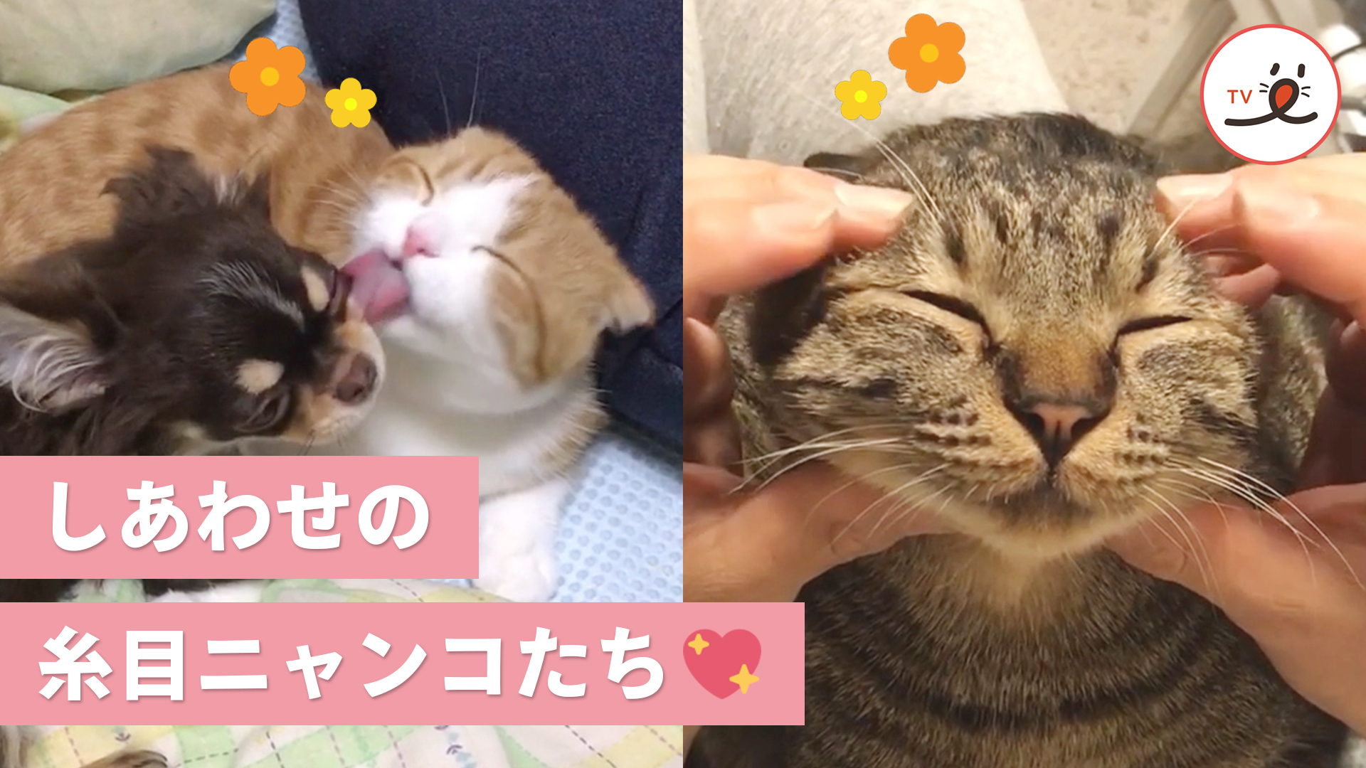 ニャンコの糸目はしあわせの証♡
