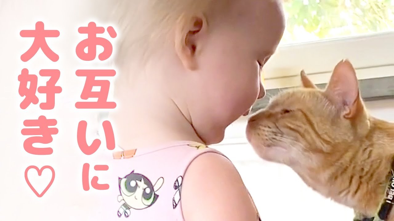 女の子と猫さんは両想い♪年が近いふたりはどんな時でも一緒で、例えば…。 PECO（ペコ）