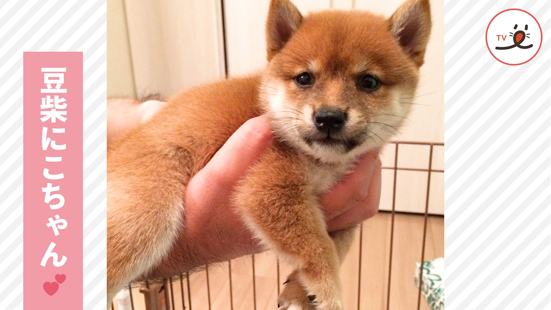 豆柴にこちゃんの成長記録♪